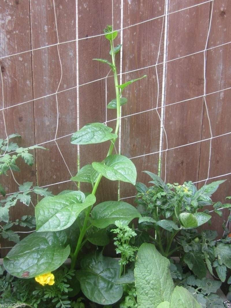 Green Malabar Spinach-100 Seeds [Guyana Thick Leaf Callaloo] Fast-Growing Vine