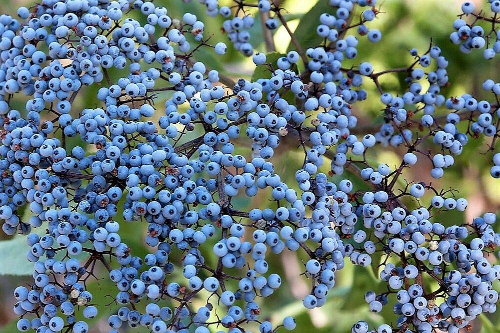50 Blue Elderberry Sambucus Caerulea Arizona Elder Tree Shrub Fruit Berry Seeds