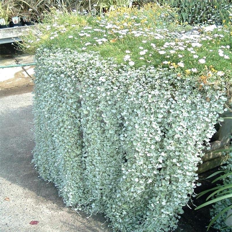 Silver Falls Dichondra Seeds for Planting (10 Seeds) - Stunning Weeping Plant, Hanging Basket or Ground Cover