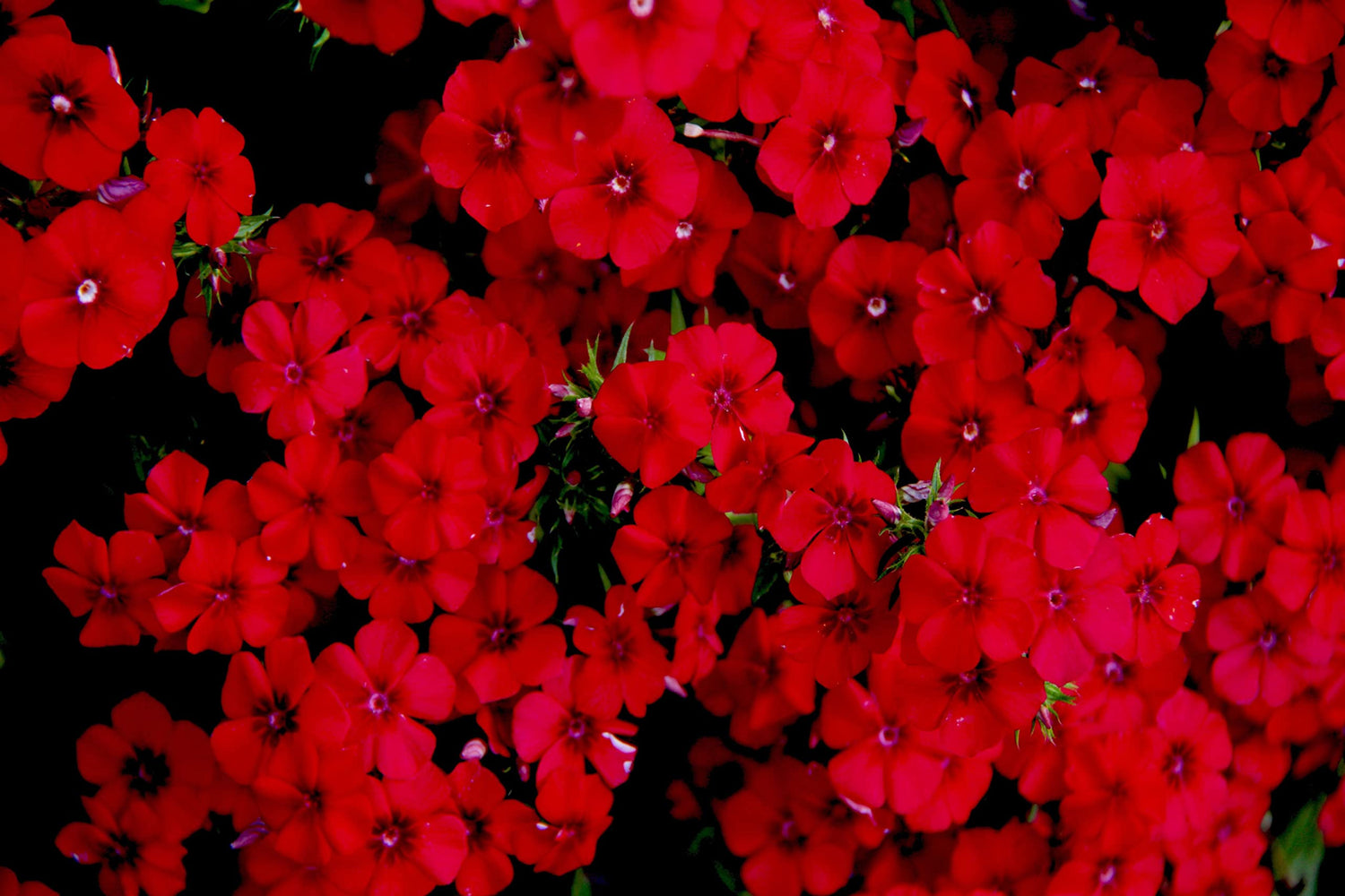 200+ Texas Red Phlox Seeds - Stunning Red Wildflower - Made in USA