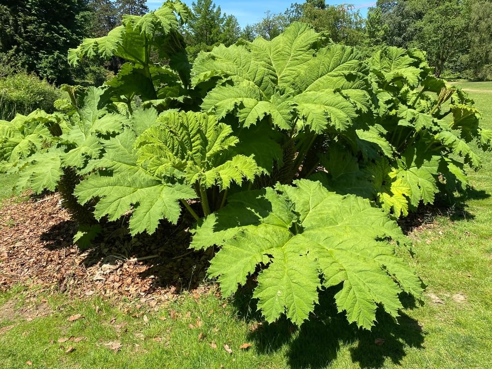 Chilean Rhubarb Seeds for Planting (30 Seeds) - Gunnera tinctoria - Stunning Garden Plant