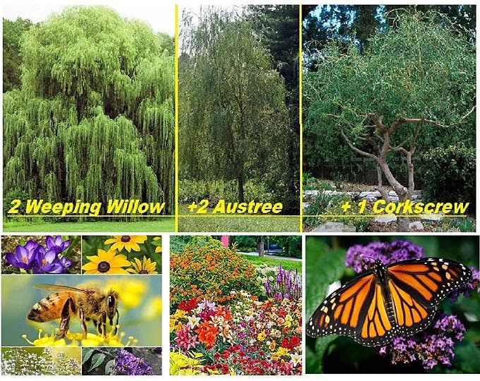 Climate Change Reversal Kit, Minimize Your Carbon Foot Print - 5 Fast Growing Trees That Produce Oxygen and Use CO2 and 1 Ounce of Wildflowers for Butterfly, Hummingbirds and Bees