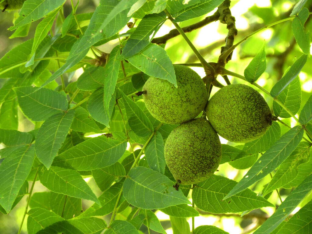 Black Walnut Tree Quart Pot