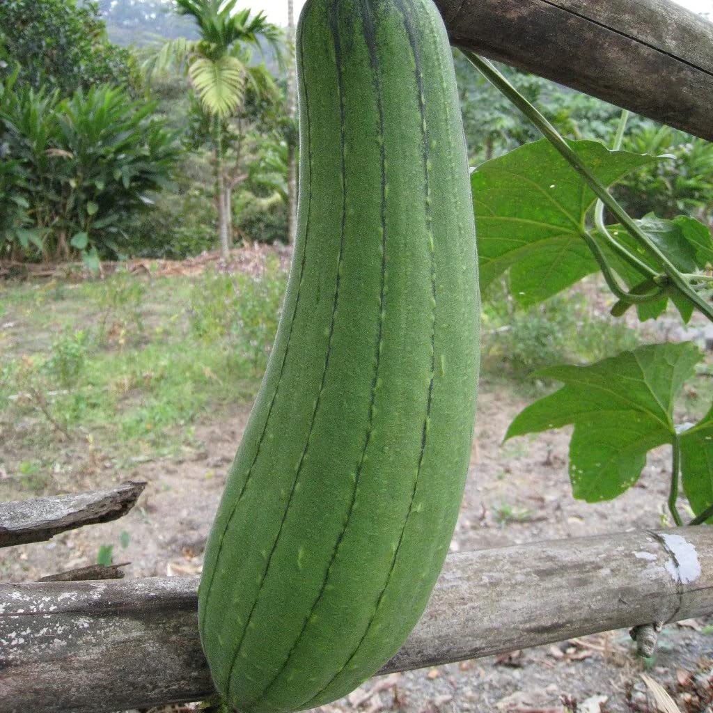 Luffa Gourd Seeds 25+