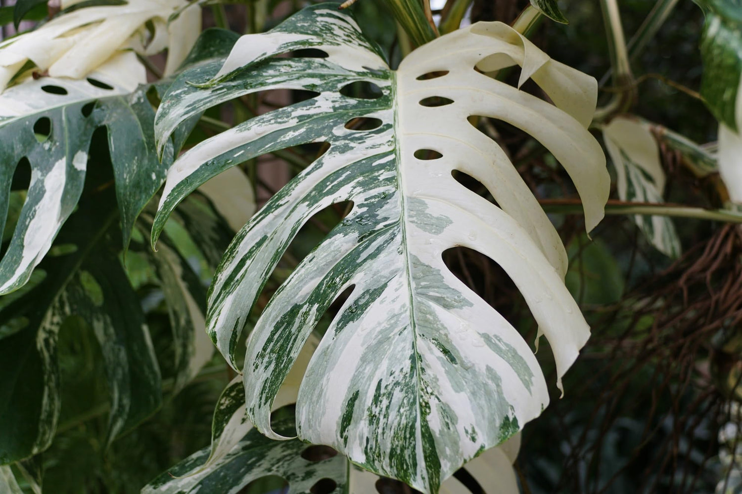 Rare Monstera Plant, Variegated Monstera Live Plant, Live Thai Monstera Plant for Indoor Planting - 4 Inch Starter Pot, Approx 12 Inches Tall