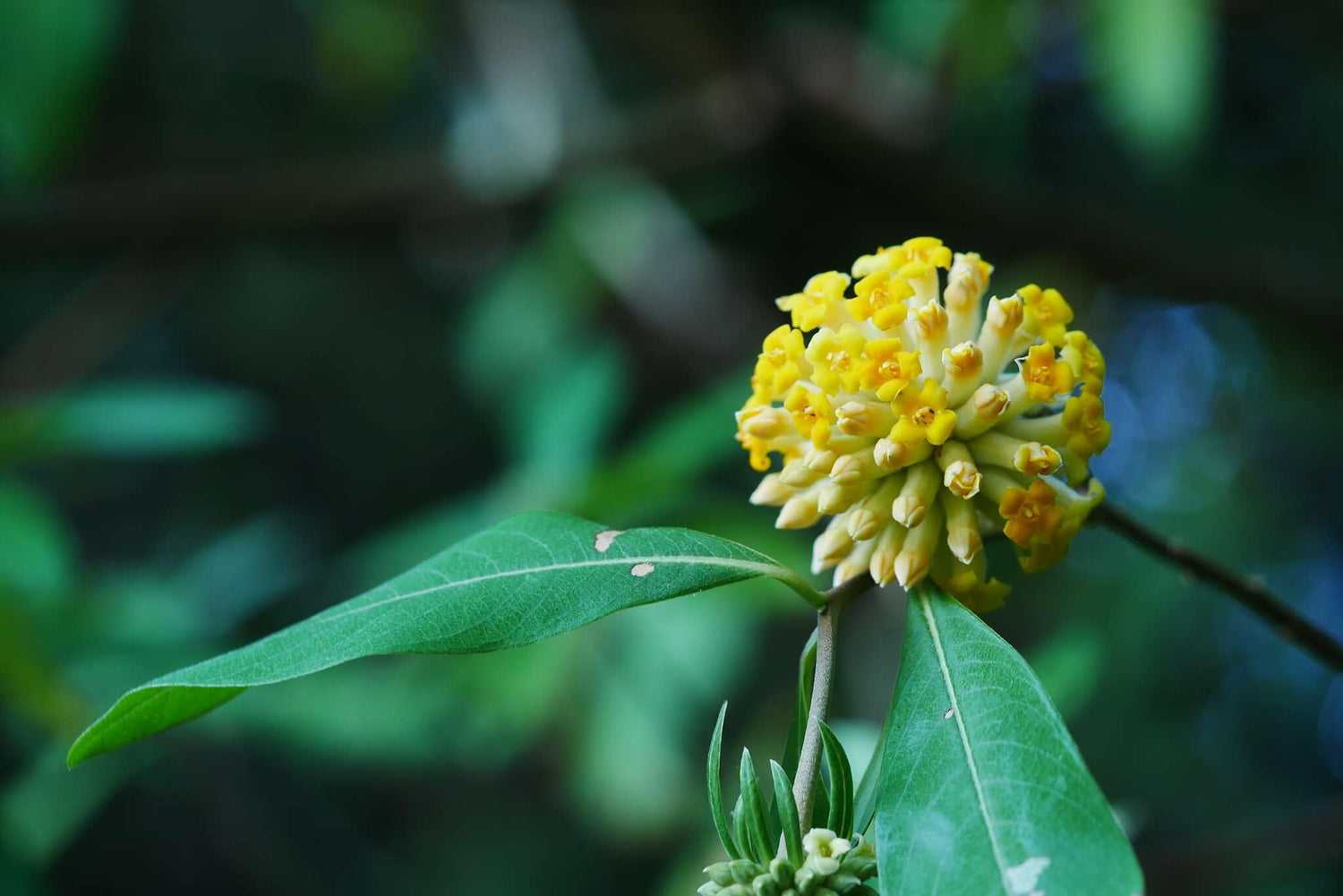 20 Indian Papertree Seeds for Planting - Edgeworthia gardneri