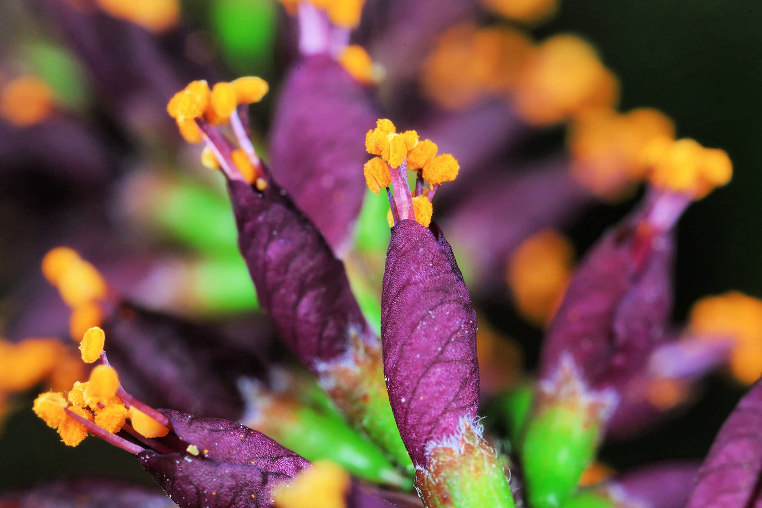 False Indigo Bush Seeds for Planting (100 Seeds) - Amorpha fruticosa