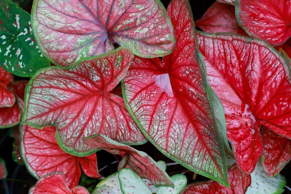 10 Freida Hemple Caladium Bulbs for Planting - Perennial Hosta, Elephant Ears, Fancy (10 Bulbs)