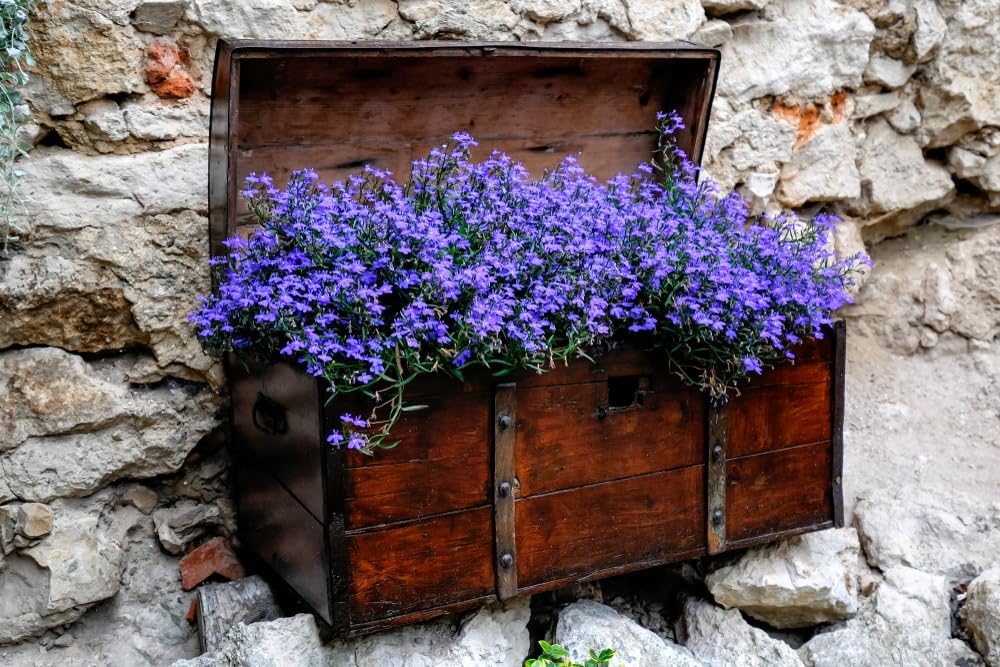 200 Fountain Blue Lobelia Seeds for Planting - Cascading Flowers Perfect for Baskets, Pack of 200 Seeds