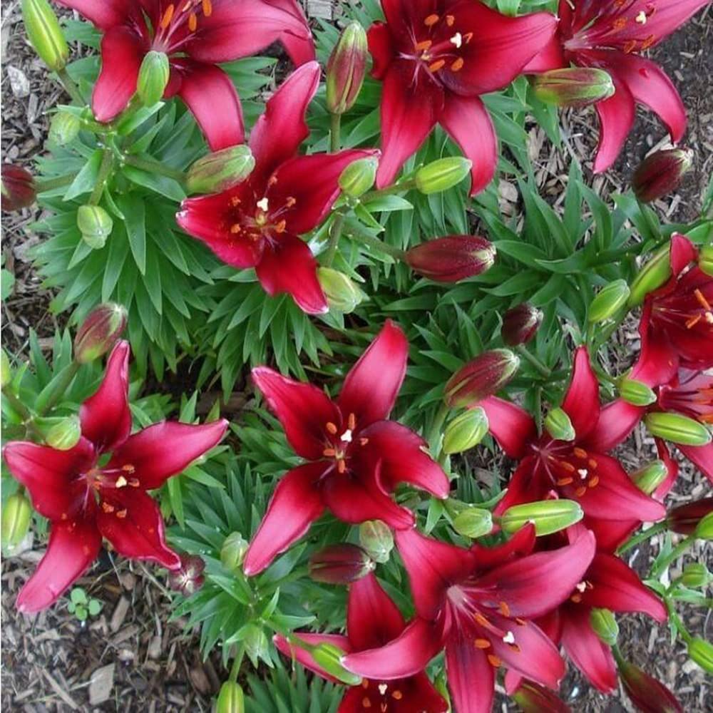 1pcs Lily Asiatic Lilium Bulbs Mixed Lilies,Lily Bulbs for Planting Now Lily Bulbs Colourful Collection Summer Flowering Bulbs .Diameter: 1.8in. (red)