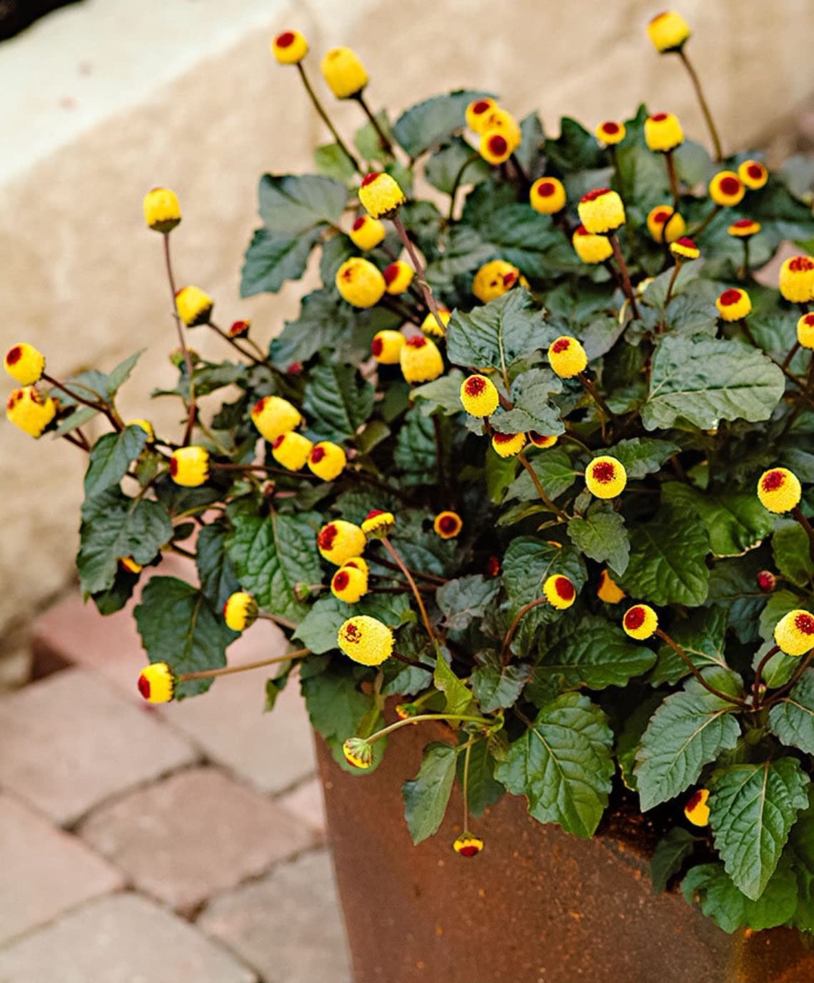 220+ Toothache Plant Seeds for Planting | Electric Daisy Seeds | Acmella Oleracea | Non-GMO Buzz Buttons Flowers Seeds to Grow
