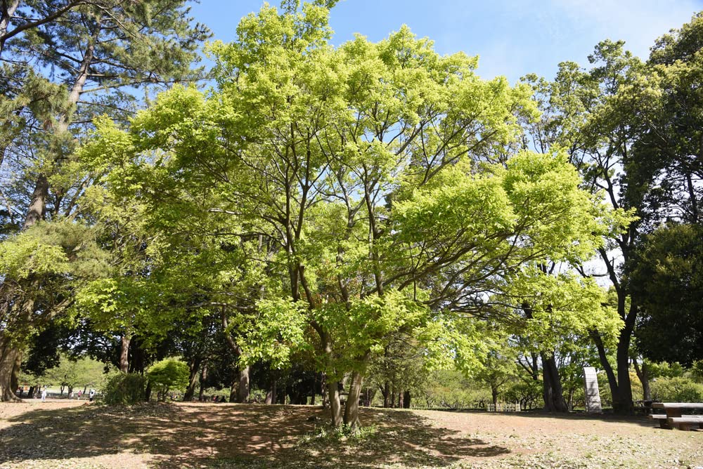 Hackberry Tree Seedlings for Planting - Grow Bird Cherry Trees, Great for Landscape and Wildlife - No Ship to California