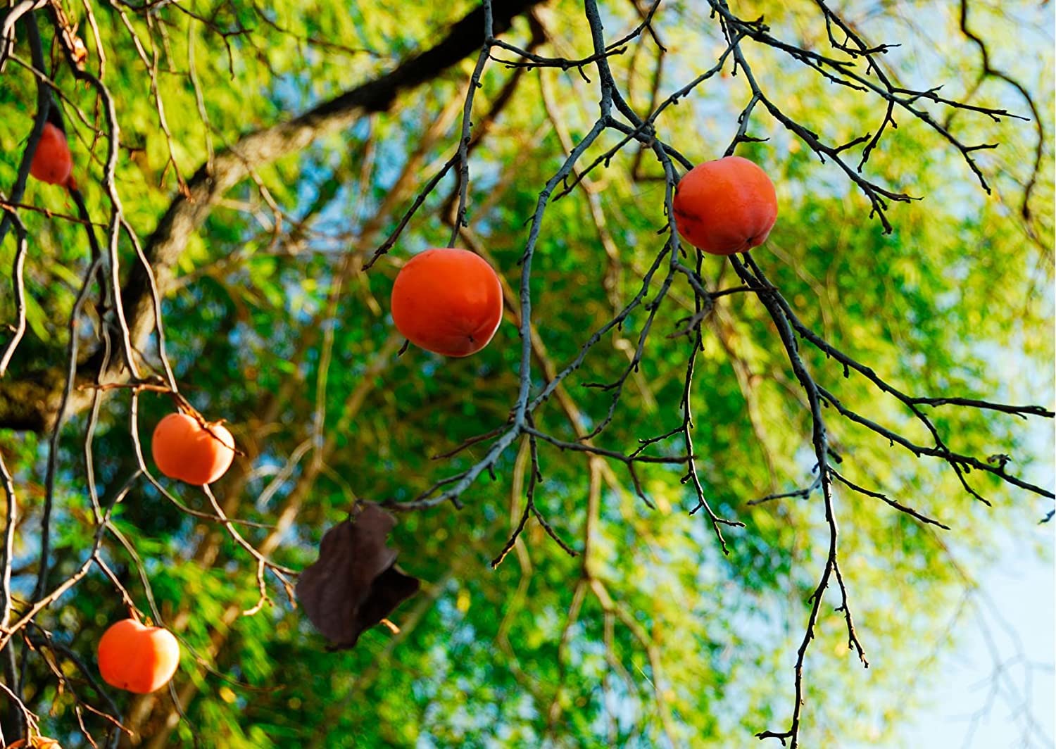 American Persimmon Seeds for Planting Outdoors | Non GMO Heirloom Fruit Seeds