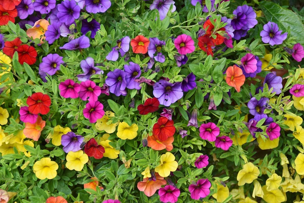 200+Petunia Flower Seeds for Planting, Mixed Color | Non-GMO | Rare Seeds for Planting Home Garden, Seeds, Gardeners Choice!
