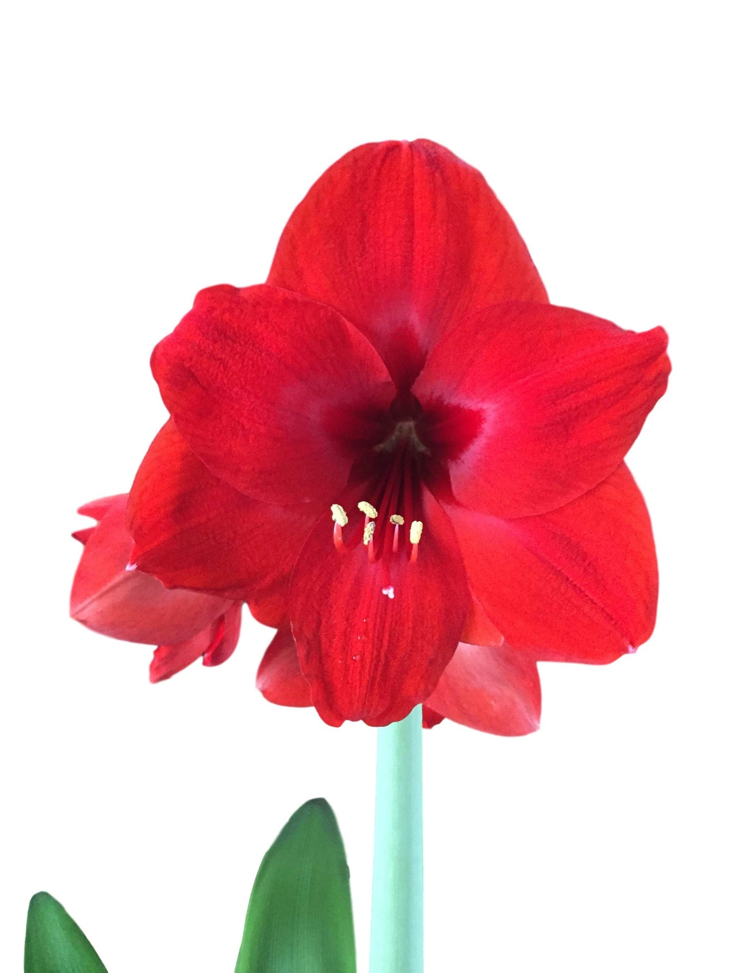 5 Red Lion Amaryllis Bulbs. Special Holiday Bulk Pricing! Wonderful to Gift As-is to Your Friends, or Jazz These Bulbs up Yourself with Clever Packaging to Put Your Own Style Into Your Gift!