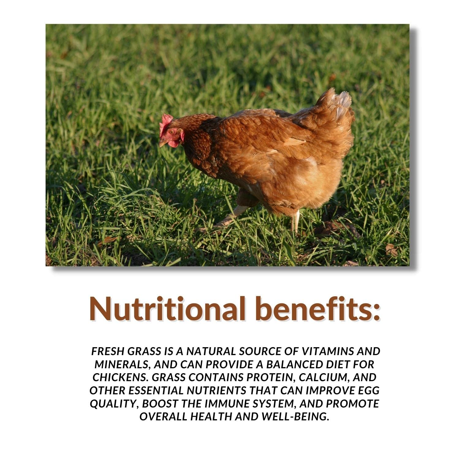 Chicken Grass Grow Kit - Grow Fresh Sprouts That Chickens Love - Comes with Grow Tray, 3 Jute Pads and Seed Packets