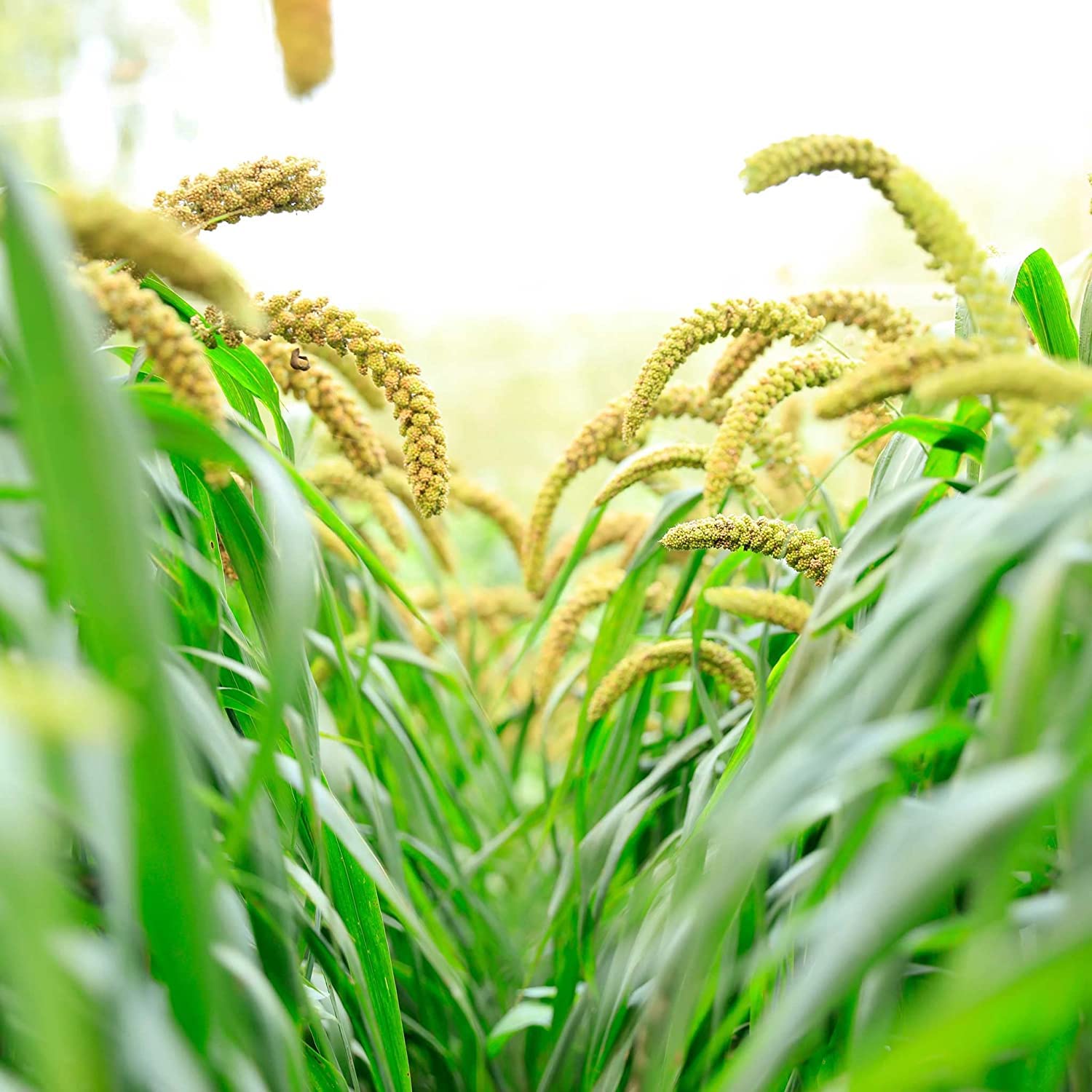 Foxtail Millet Seeds for Planting | German Millet, Ornamental Grass for Landscape or Garden
