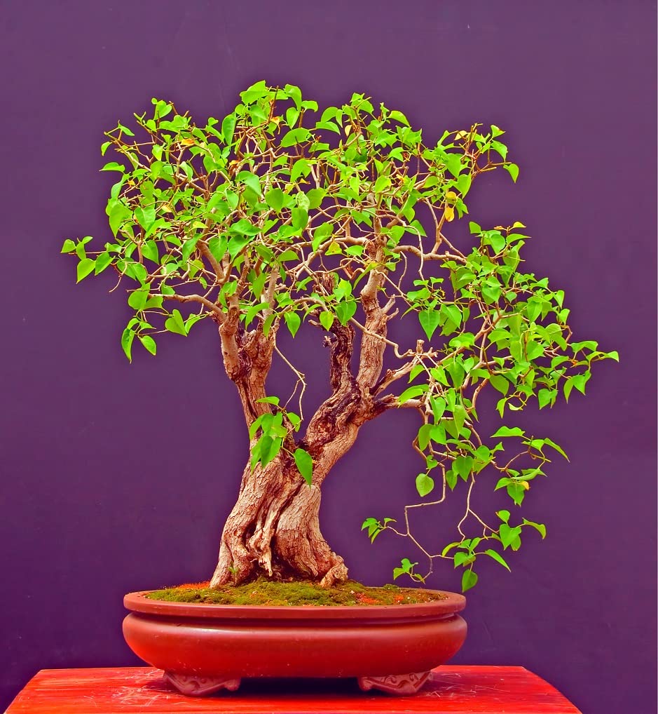 White Lilac Bonsai Tree Seeds | 30+ Seeds | Highly Prized for Bonsai, Stunning White and White Blooms Blooms