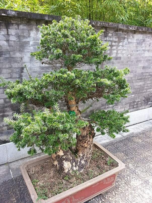 Fortune's Keteleeria Tree Seeds for Planting (30 Seeds) - Keteleeria fortunei - Poplar for Bonsai