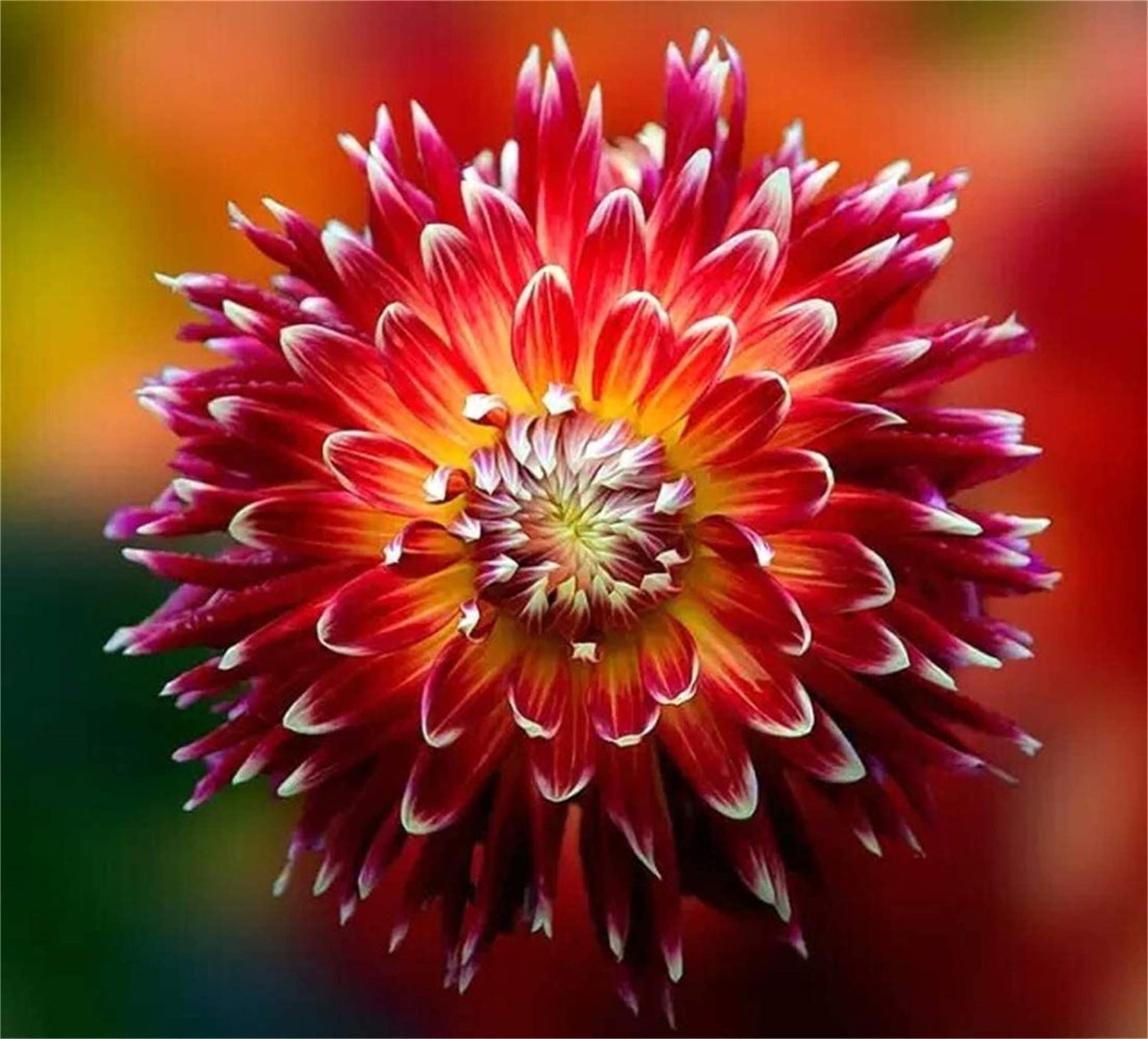zellajake Rare Flower Seeds 100+ Pcs Dahlia Seeds Compound Petals Multi-Color Mixed