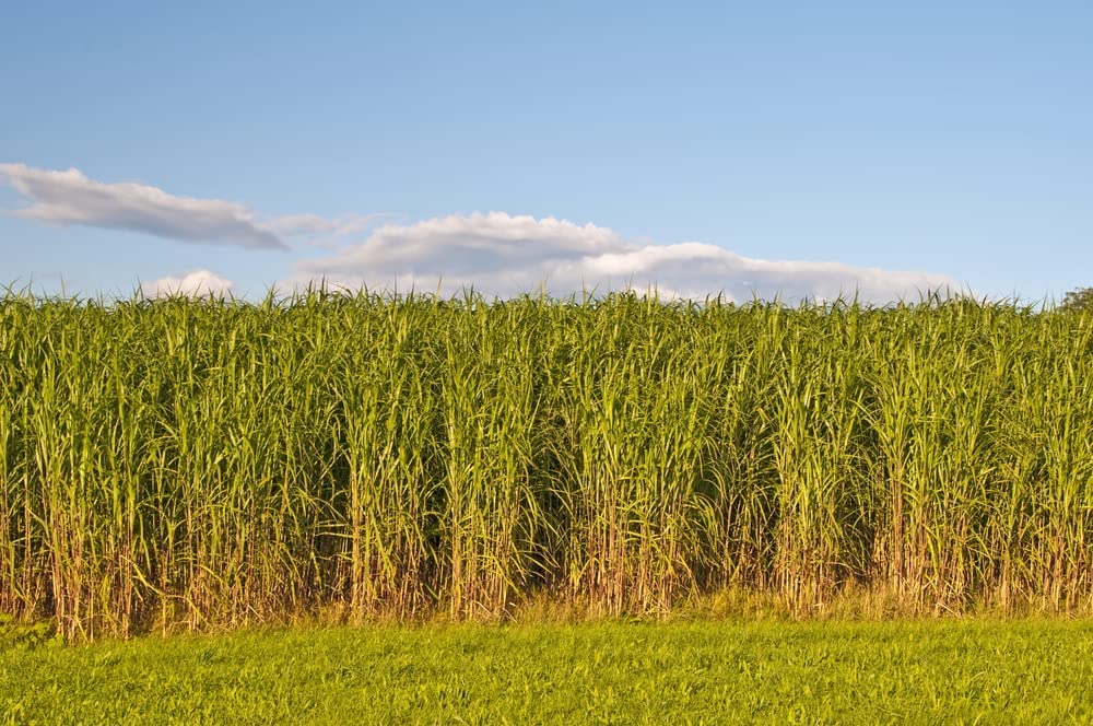 Switchgrass Seeds for Planting - Fast Growing and Hardy Prairie Grass, Bio Fuel Grass or Privacy