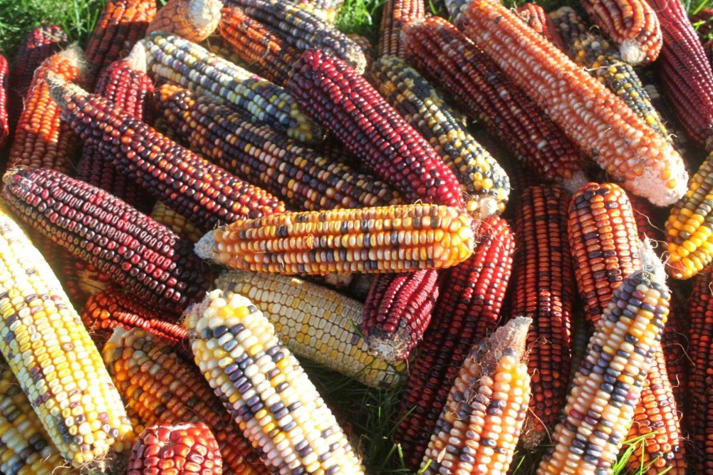 225 Iowa Indian Corn-Ornamental Seeds High Yeild Colorful Large Ears
