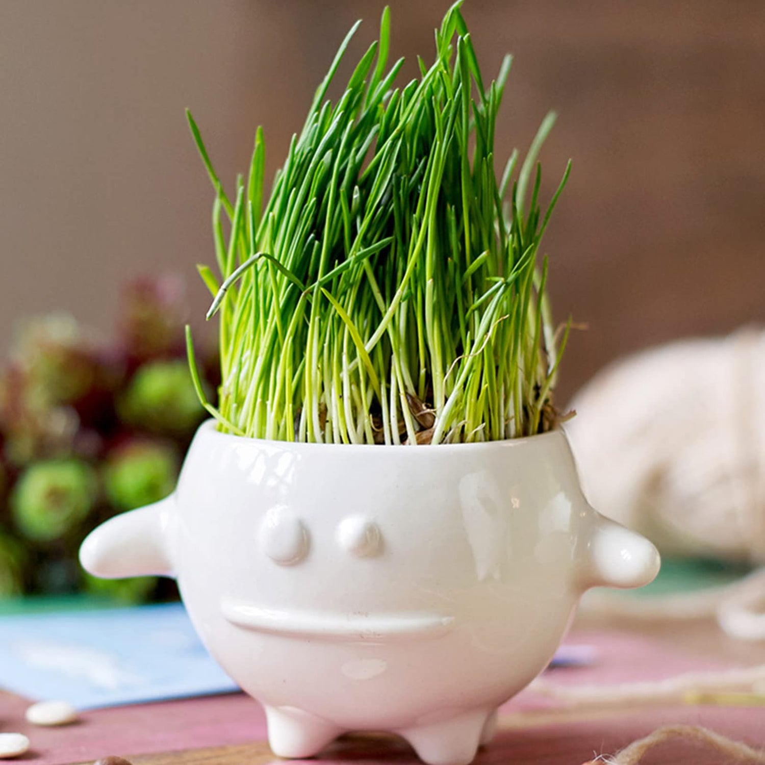 2000+Premium Cat Grass Seeds Organic,98% Germination Rate, Germinate Within 3 Days,3.5OZ,Feeding a Cat for 4 Months