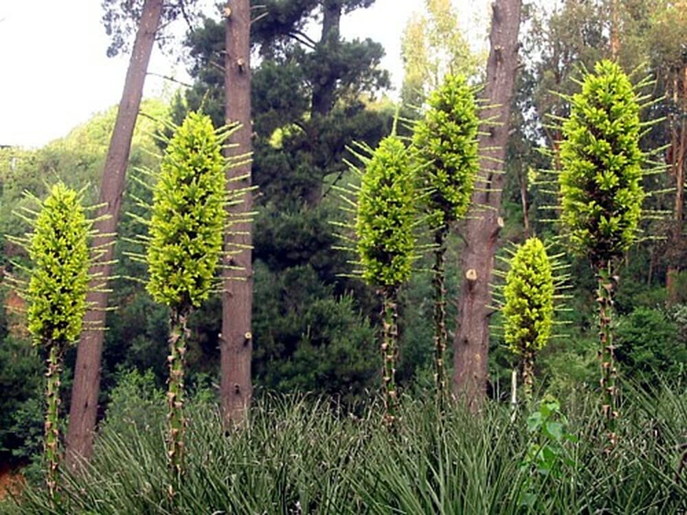 15 Green Sapphire Tower Seeds for Planting - Rare Flowering Cactus - Puya chilensis