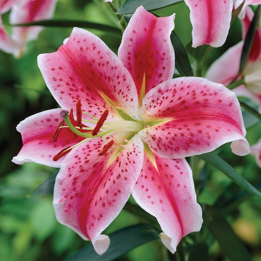 Stargazer Bulbs for Planting - Pink Oriental Lily, Beautiful Perennial for Any Garden