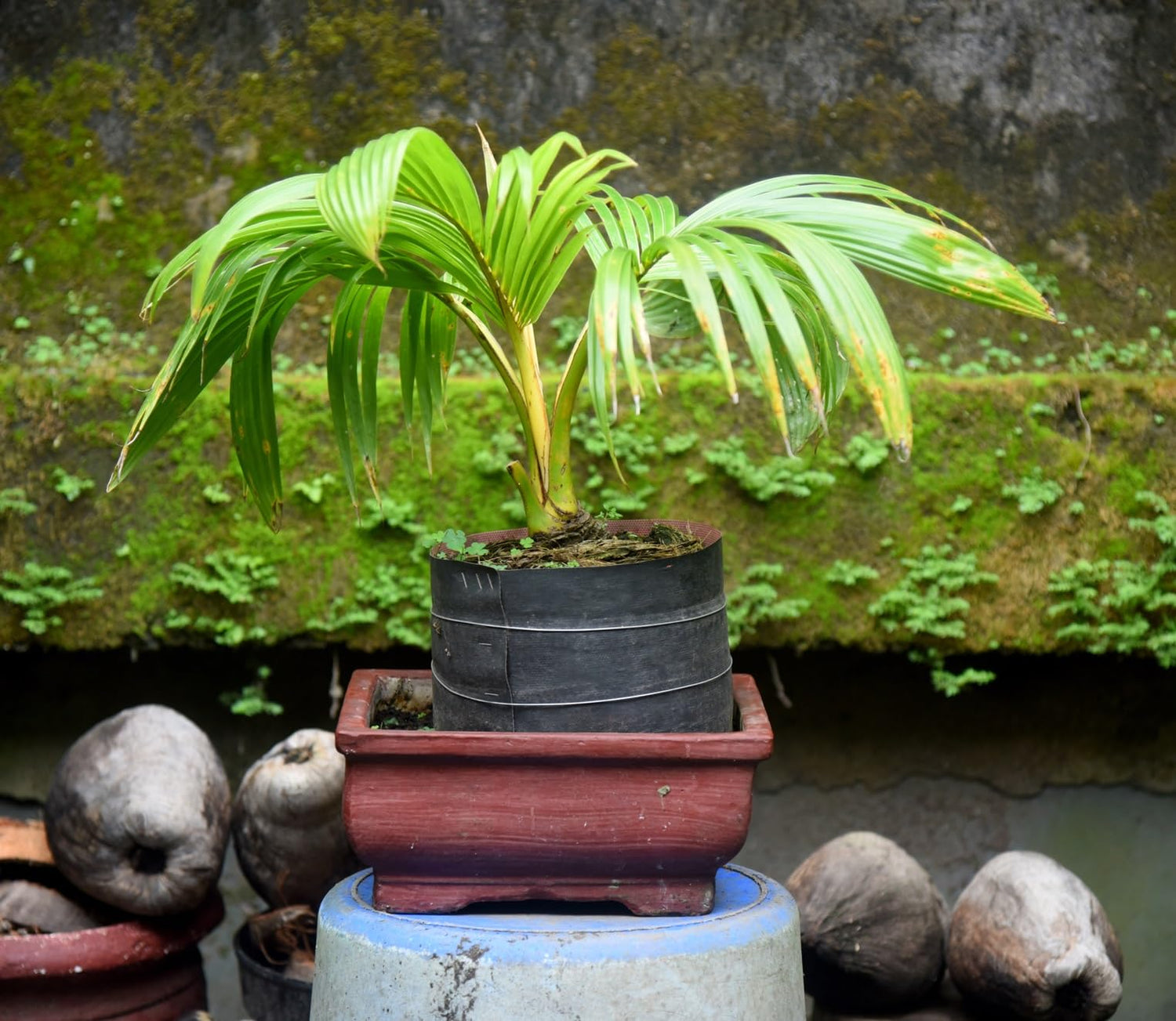 Golden Buri Palm Bonsai Seeds - Does Well Indoors