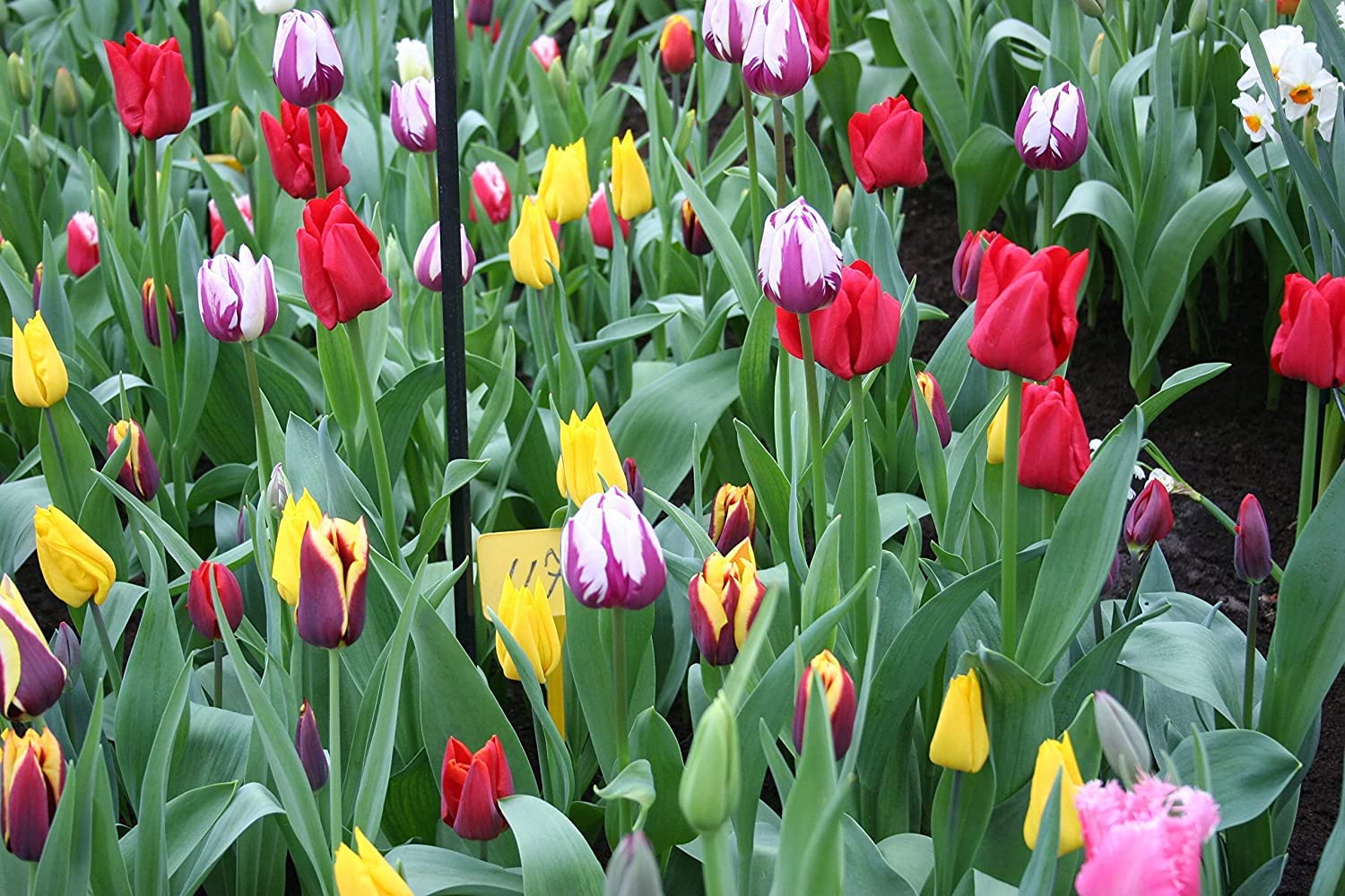 100 Pre Chilled Tulip Bulbs for Forcing - Grow Indoors in Just Water - Mixed Color - Easy to Grow - Vase Not Included - Made in USA, Ships from Iowa
