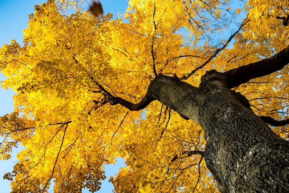 Gingko Live Tree Seedlings | No Ship to California | Ginko Trees