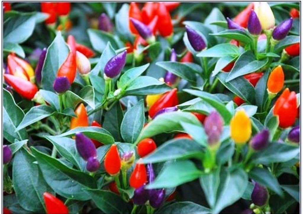 PEPPER,Chilli, 50 Seeds, "BOLIVIAN RAINBOW" CHILI PEPPER( C. annuum) Heirloom
