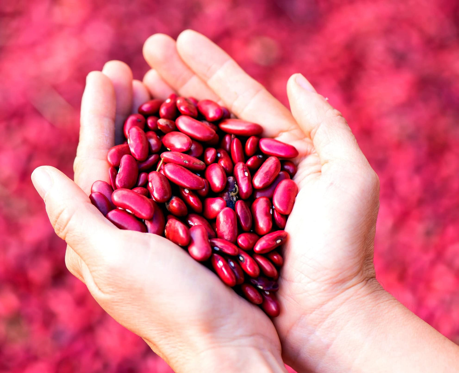 Red Kidney Bean Seeds for Planting - 30 Seeds - Easy to Grow, Very Healthy