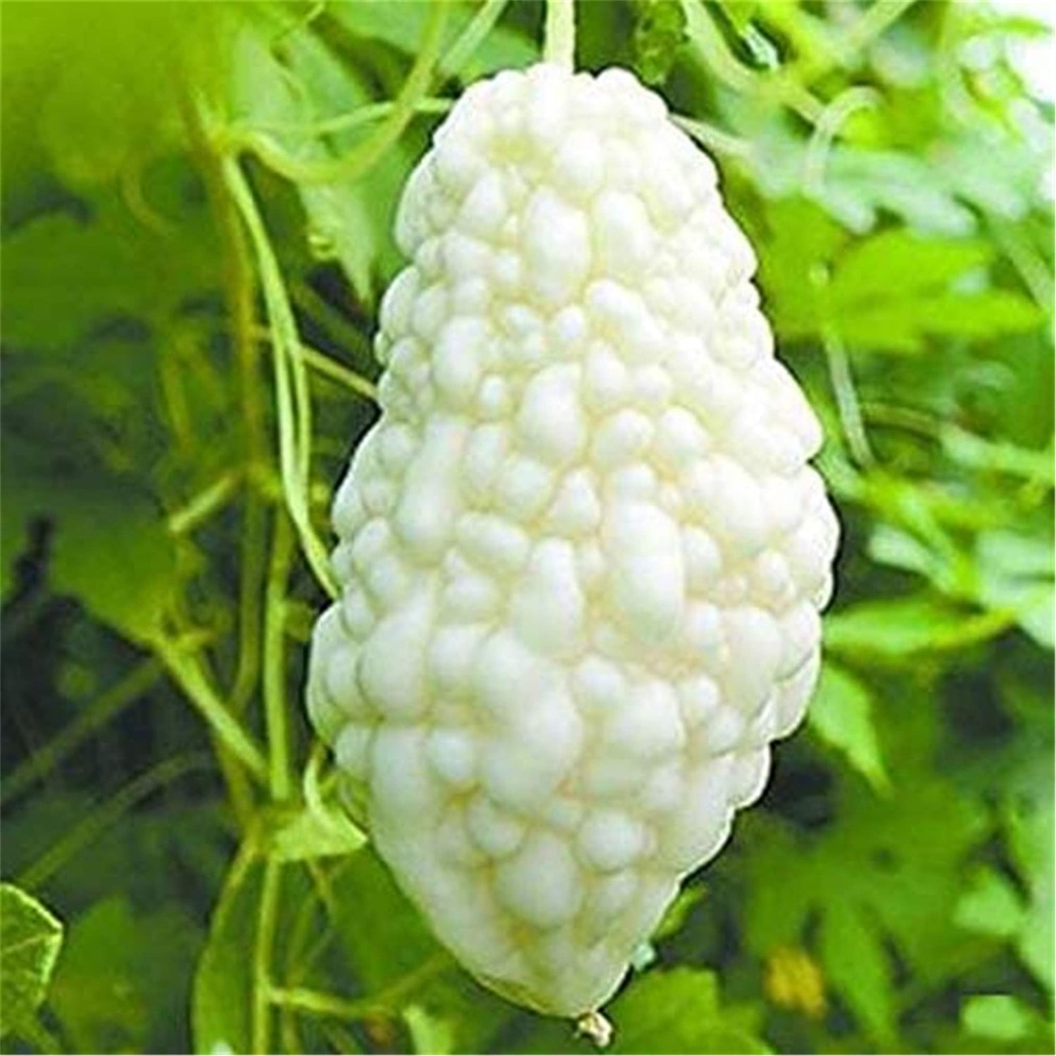 zellajake Vegetable Seed Bitter Gourd Seeds 10+ White Pearl Balsam Pear Melon Seeds Vegetables