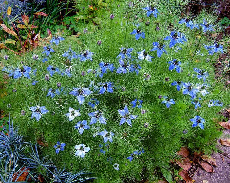 Love in a Mist Flower Seeds for Planting - Nigella damascena