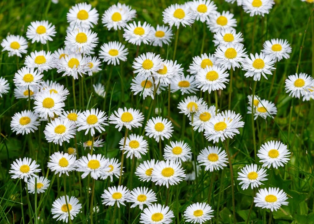 Daisy Wildflower Plants for Planting- Healthy Rootstock, Beautiful Wildflower Rootstock, Not Seeds