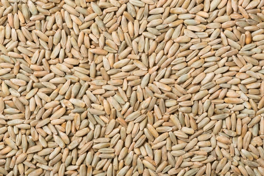 1,000 Seeds - No-Till Winter Rye Cover Crop Seeds - Non-GMO Rye - Deer & Turkey Food Plot Seed - Winter Hardy Cover Crop