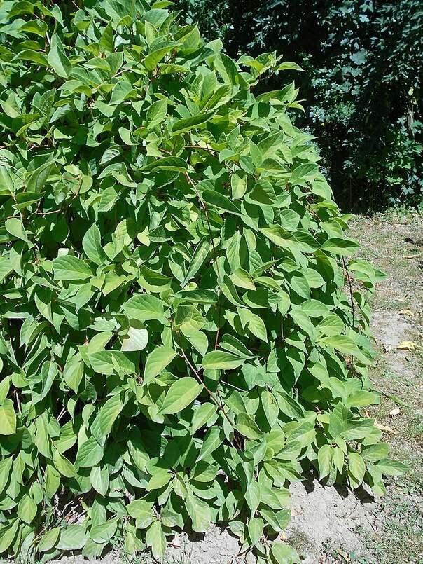Chinese Magnolia Vine Seeds for Planting (10 Seeds) - Schisandra chinensis - Five Flavor Berry