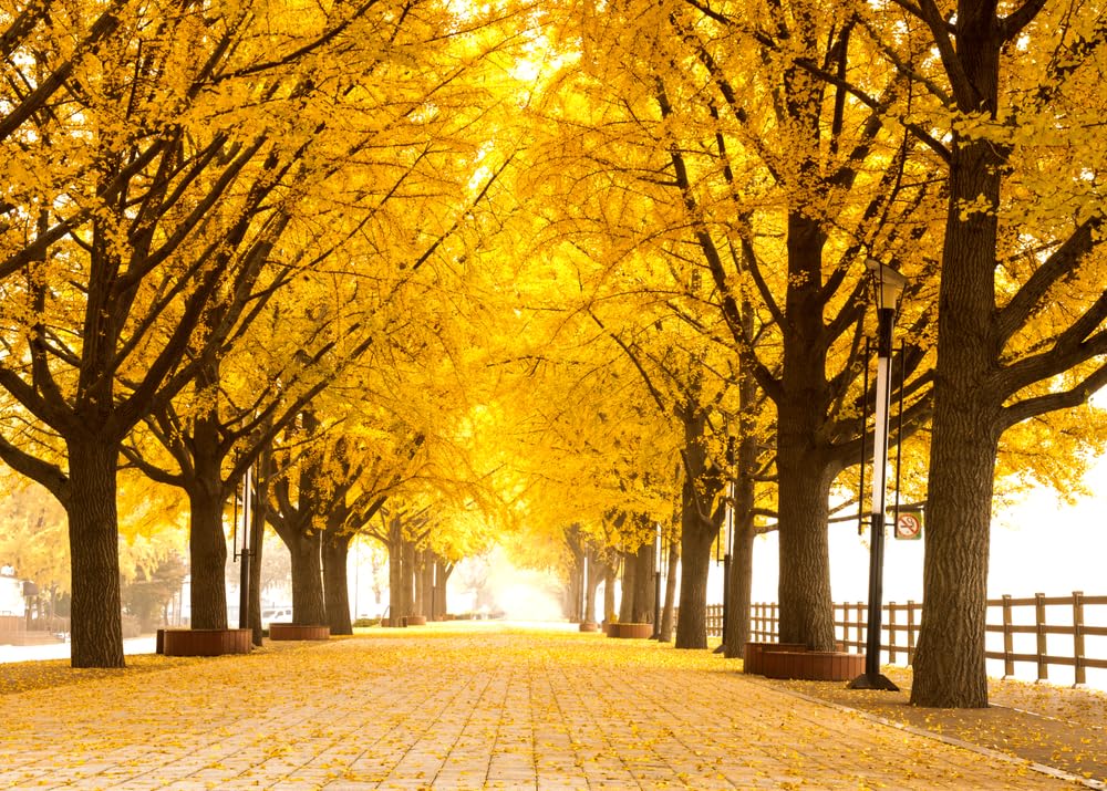 Gingko Live Tree Seedlings | No Ship to California | Ginko Trees