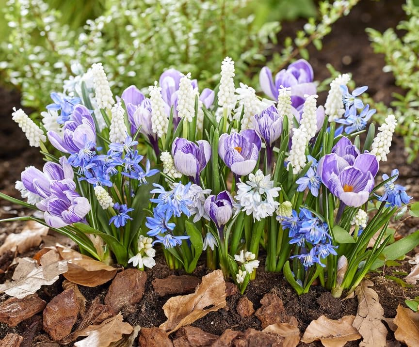 Early Spring Bloom Mix - Muscari, Sqill and Crocus - Packaged Seperatly