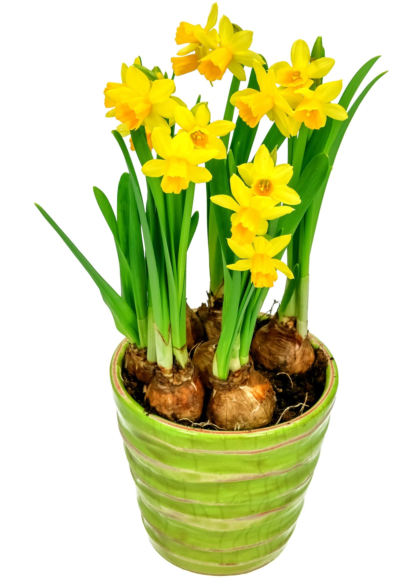 10 Prechilled Yellow Daffodil Bulbs - Narcissus Large Giant Bulbs - Ships from Iowa, USA