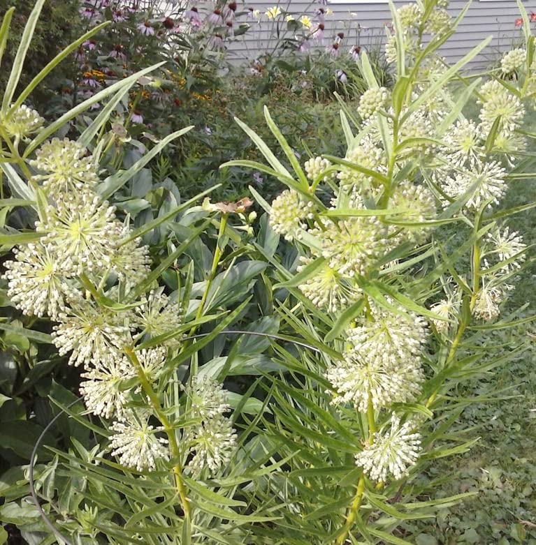 Tall Green Milkweed Seeds for Planting (50 Seeds) - Asclepias hirtella