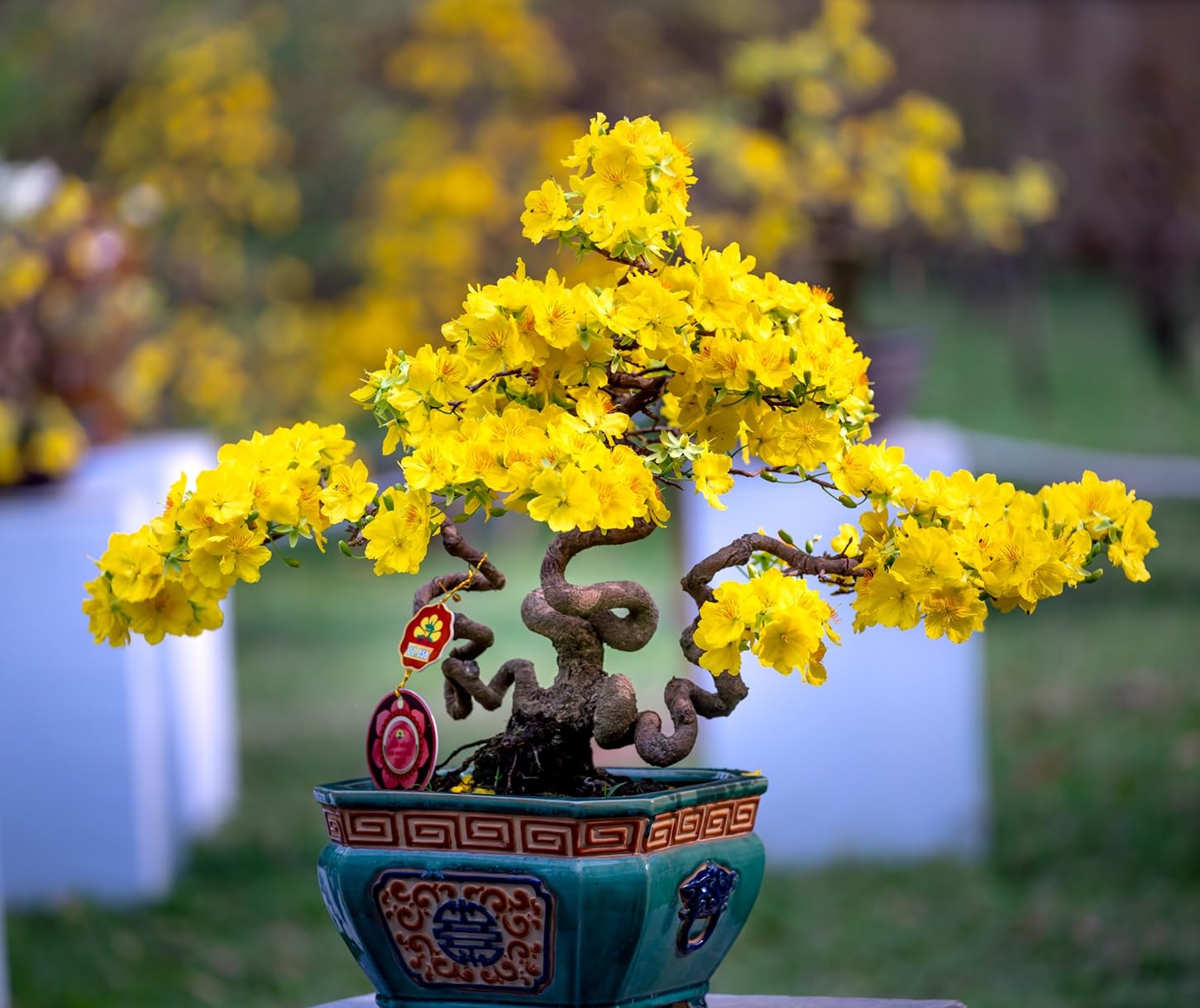 Apricot Bonsai Tree Seeds for Planting - 5 Seeds - Flowering and Fruit Bearing Bonsai