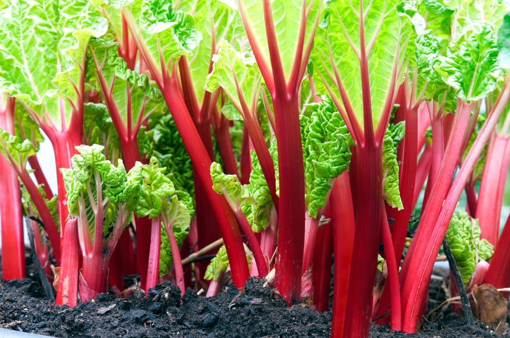 Victoria Rhubarb Crown for Planting - Large Heathly Root, Comes Back Each Year