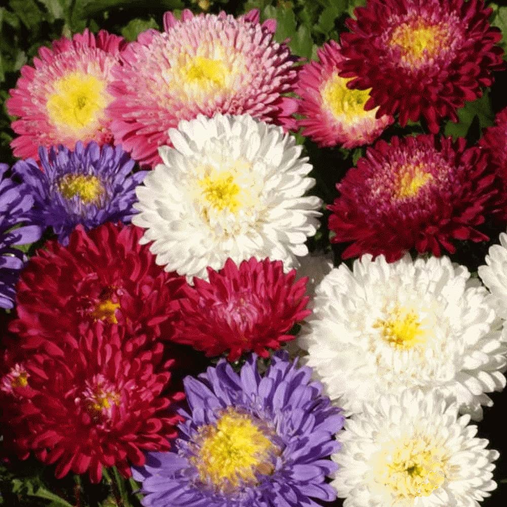 Aster - Powder Puff Mix, 100 Seeds - Beautiful Annual, Great Cut Flowers
