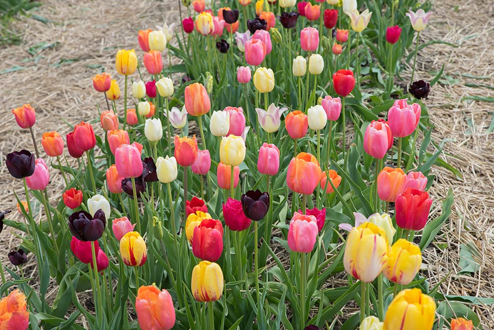 Tulip Time 50 Bulb Mixed Color Tulip Bulbs - Easy to Grow - Made in USA, Ships from Iowa