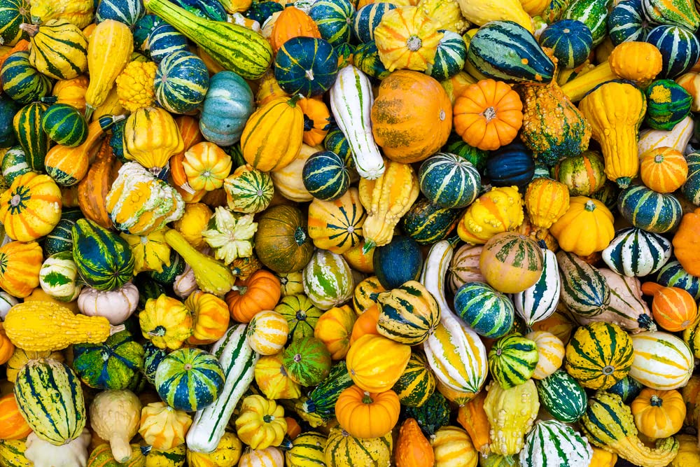 CZ Grain 10 Mixed Small Gourds for Display - Iowa Grown Gourds, Not Seeds - 10 Real Gourds to Display - All Natural Decor for Fall or Halloween or Cornucopia