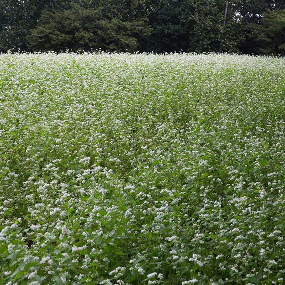 CZ Grain Food Plot Seeds for Planting - Grow Food for Deer, Turkey, Elk, Phesants, Quail and Other Wild Game