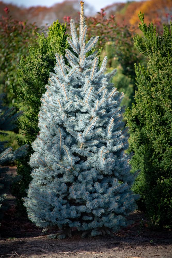 Colorado Blue Spruce Seedlings for Planting - Picea pungens - Evergreen Tree with Blue Leaves